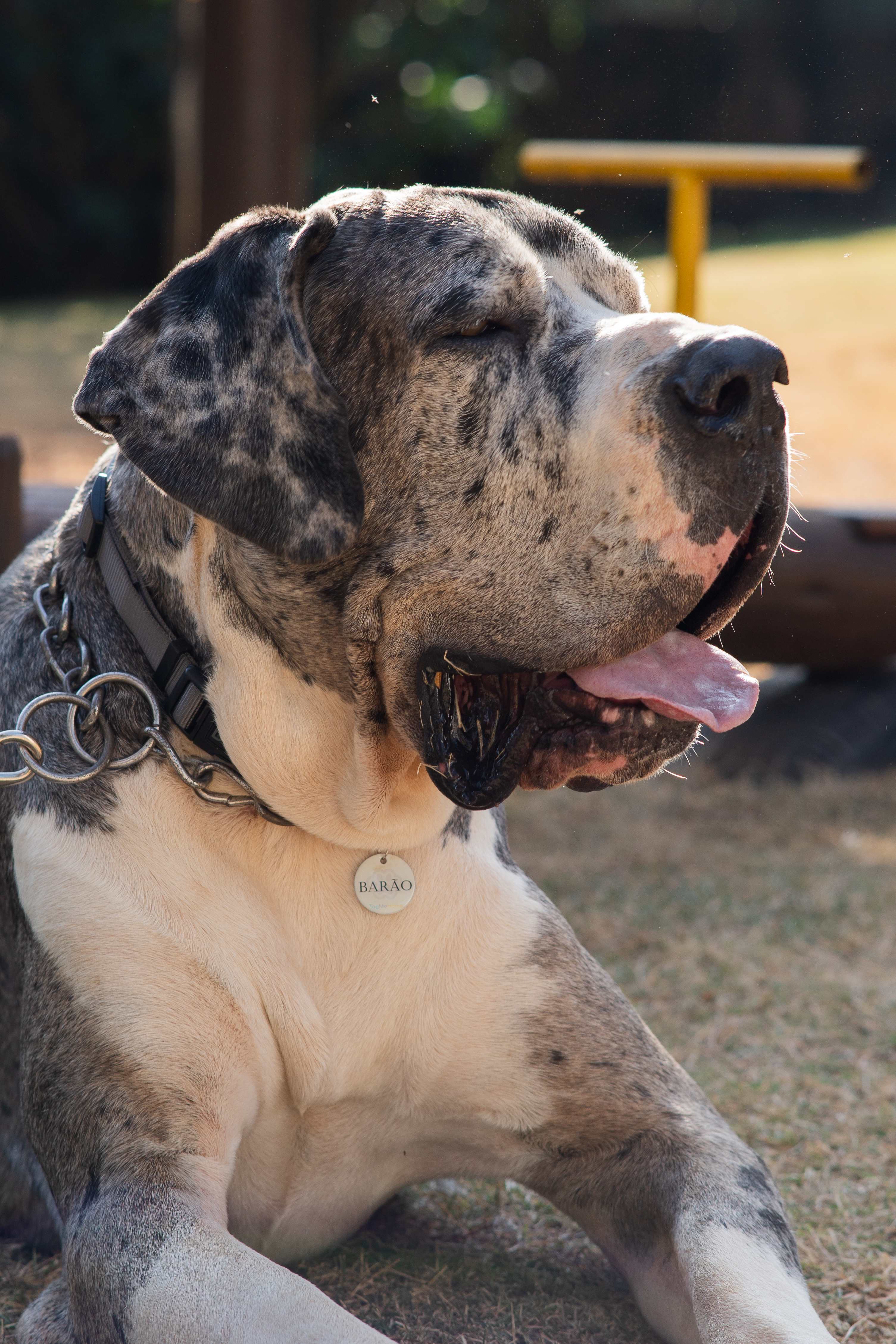 Cachorro com coleira e tag de identificacao