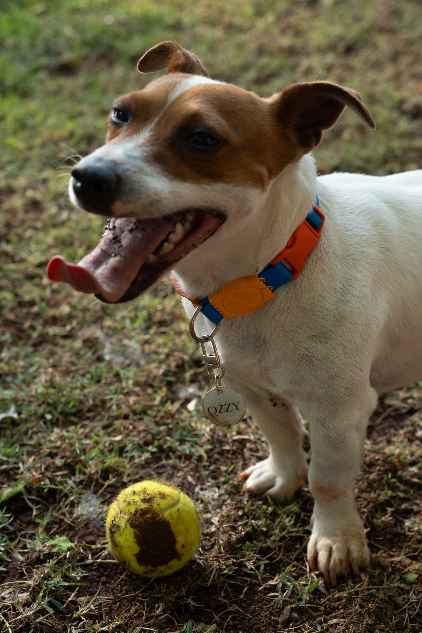 Cachorro brincando com bola e tag Ozzy