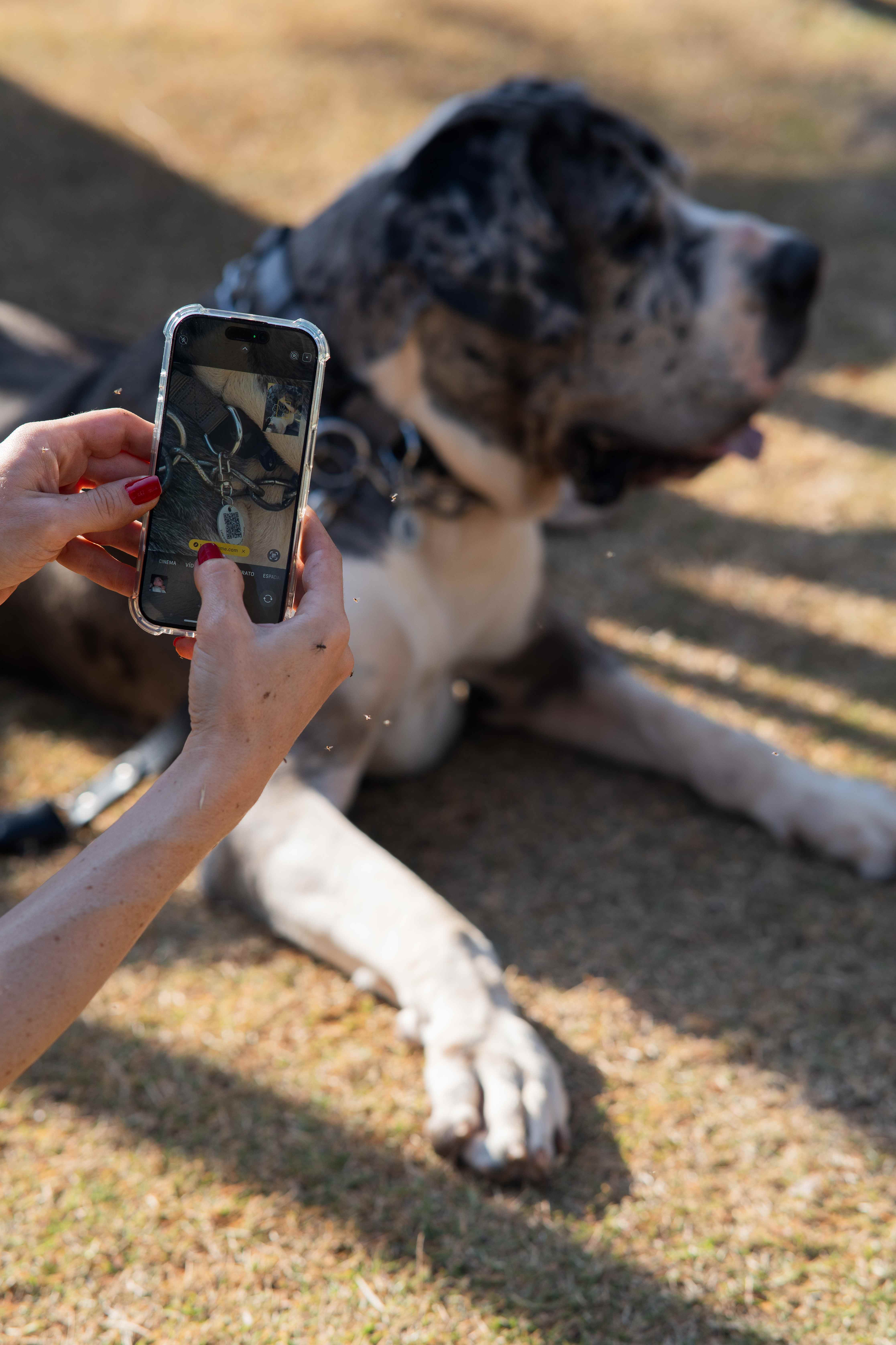 Pessoa escaneando tag QR Code do cachorro com celular